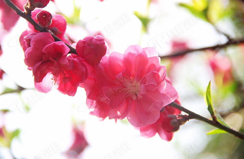 春暖花開，桂林鴻程誠邀您共賞春景！